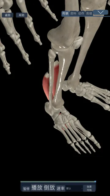 3d运动解剖下载手机版 3d运动解剖下载手机版